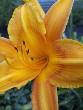 bahçede sarı büyük güzel zambak