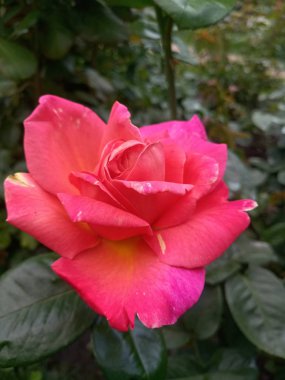 bahçede parlak kızıl büyük güller