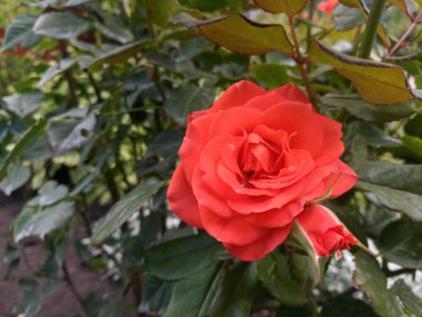 bahçede parlak kızıl büyük güller