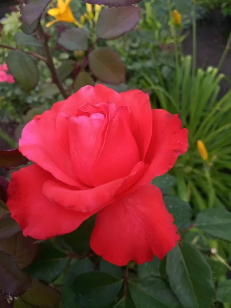 bright scarlet big roses in the garden