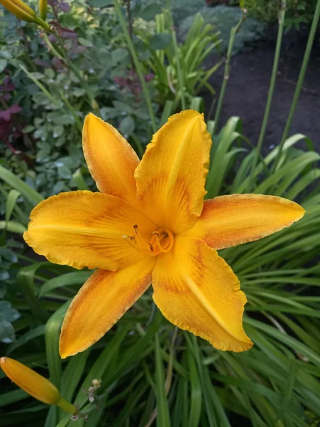Bahçede Sarı Büyük Güzel Zambak — Stok fotoğraf