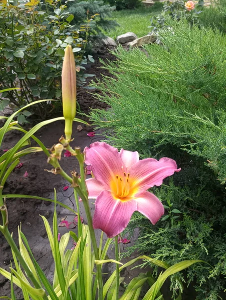Fleur Lis Violet Pâle Dans Jardin — Photo
