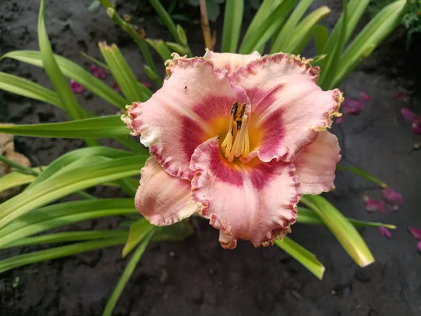 Lirio Terciopelo Rosa Amarillo Jardín — Foto de Stock