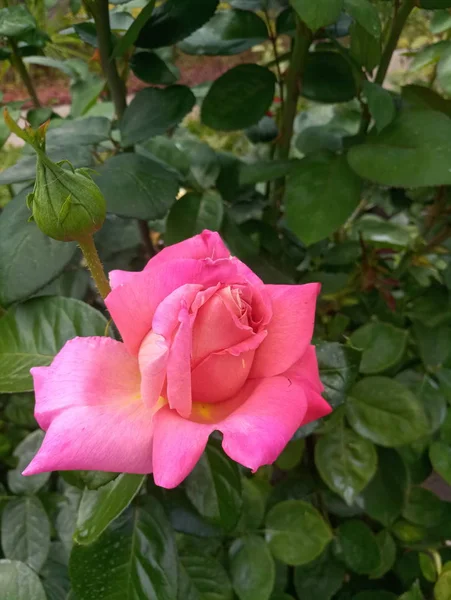 Rosas Grandes Escarlate Brilhantes Jardim — Fotografia de Stock