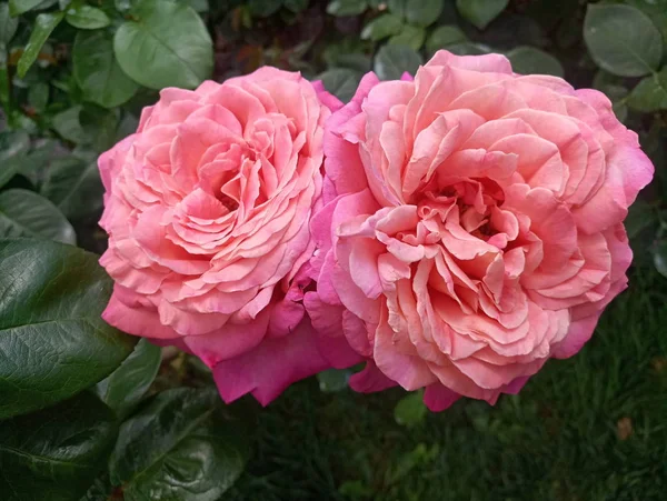 Rosas Grandes Escarlate Brilhantes Jardim — Fotografia de Stock