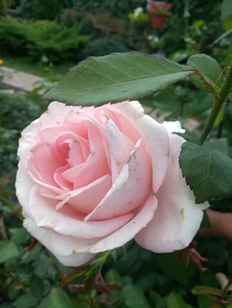 Blady Róż Kwiat Róży Krzew — Zdjęcie stockowe