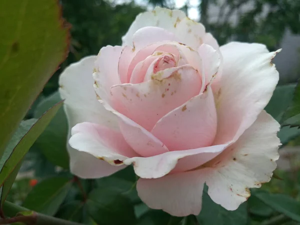 Blady Róż Kwiat Róży Krzew — Zdjęcie stockowe