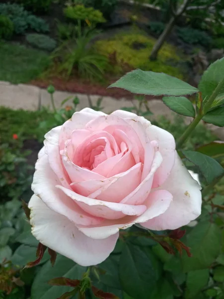Bunga Mawar Merah Muda Pucat Semak Semak — Stok Foto