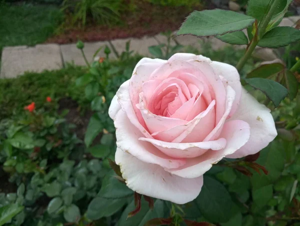 Rose Pâle Fleur Rose Sur Buisson — Photo