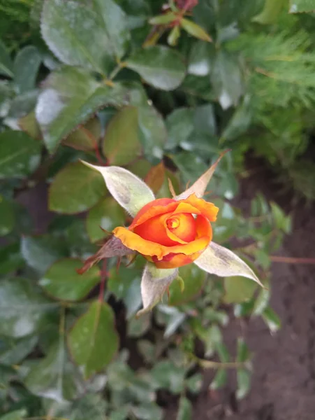 Yellow Rose Flower Bush Garden — Stock Photo, Image