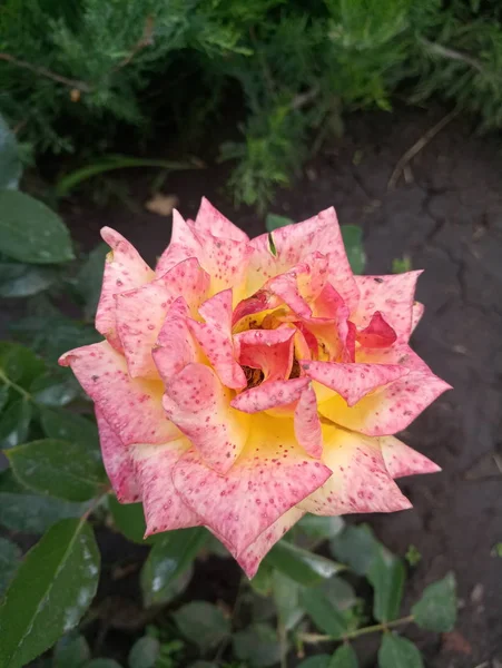 Rosa Amarelo Suave Uma Mancha Vermelha Jardim — Fotografia de Stock