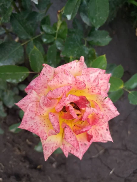 Rosa Rosado Amarillo Suave Una Mota Roja Jardín —  Fotos de Stock