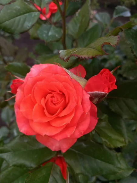 bright scarlet big roses in the garden