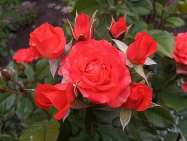 bright scarlet big roses in the garden