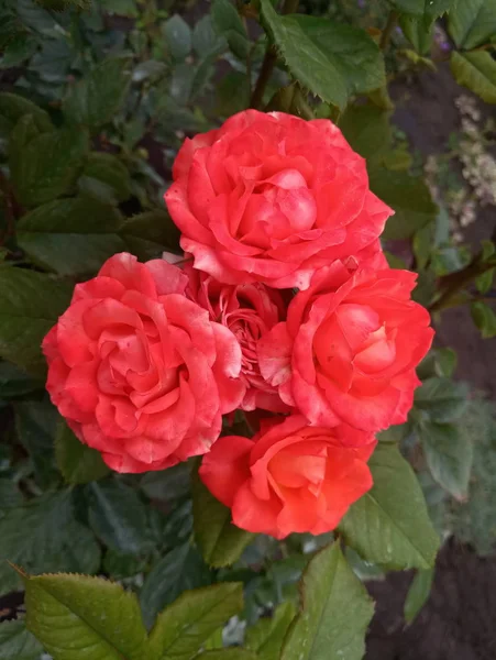 Rosas Grandes Escarlate Brilhantes Jardim — Fotografia de Stock