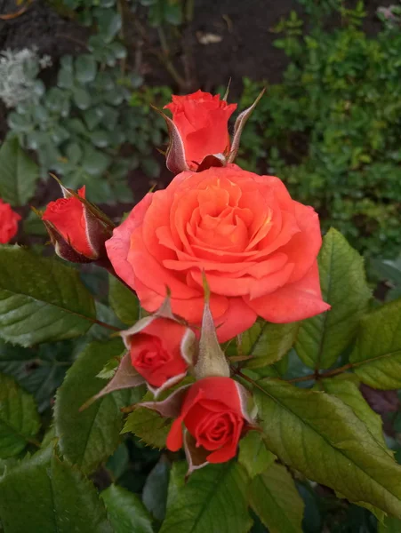 Rosas Grandes Escarlate Brilhantes Jardim — Fotografia de Stock