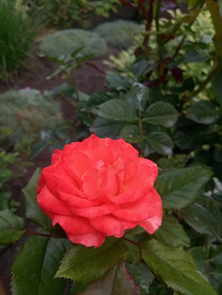 bright scarlet big roses in the garden