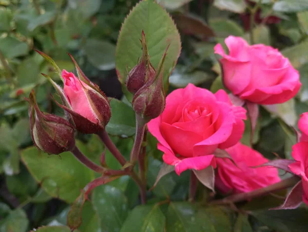 Ljusa Scarlet Stora Rosor Trädgården — Stockfoto