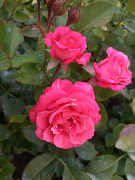 bright scarlet big roses in the garden