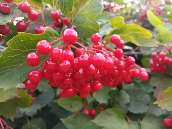 Clusters Ripening Red Viburnum Bush — Stock Photo, Image