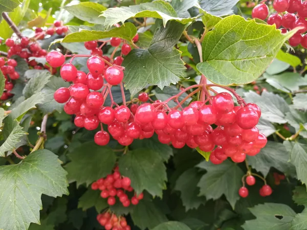 Clusters Ripening Red Viburnum Bush — Stock Photo, Image