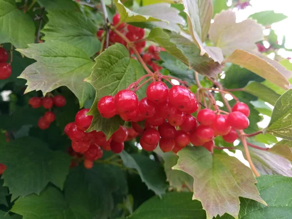 Clusters Ripening Red Viburnum Bush — Stock Photo, Image