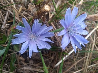 yaprakları üzerinde çiğ damla ile ihale mavi çiçek