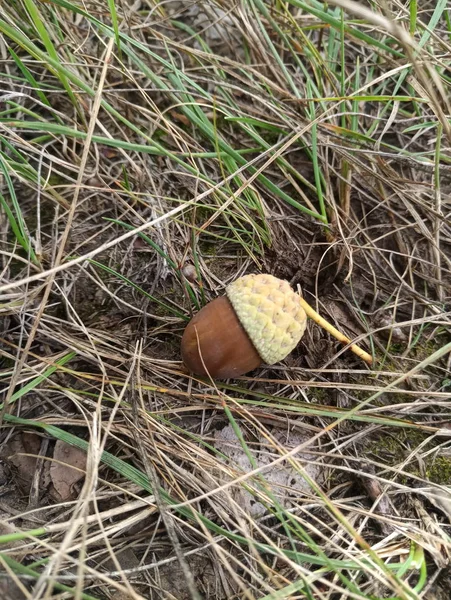 Fallen Acorns Dense Grass — Stock Photo, Image