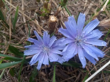 yaprakları üzerinde çiğ damla ile ihale mavi çiçek