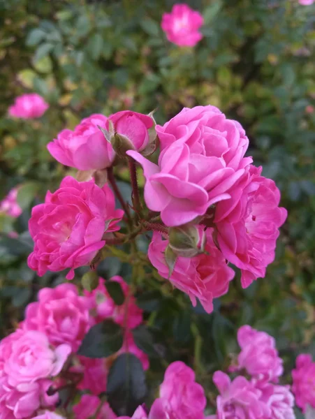 Rosas Rosa Púrpura Arbusto Verde Jardim — Fotografia de Stock