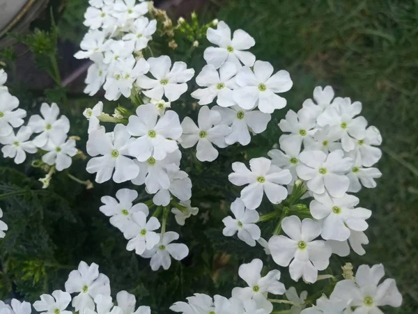 Белые Маленькие Цветы Саду — стоковое фото