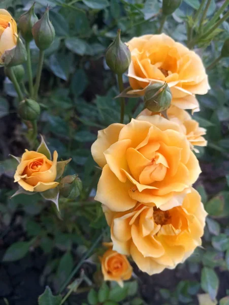 bahçede yeşil bir çalı üzerinde sarı gül