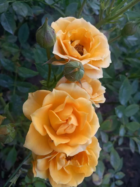 Rosa Amarilla Arbusto Verde Jardín —  Fotos de Stock