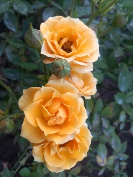 Rosa Amarilla Arbusto Verde Jardín —  Fotos de Stock