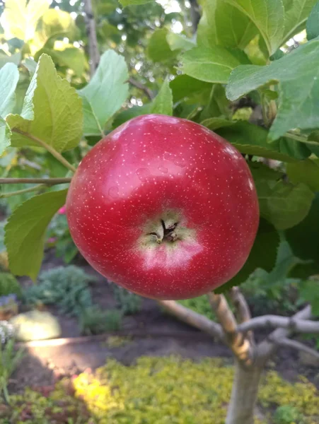 Red Juicy Apple Tree Branch Garden — Stock Photo, Image