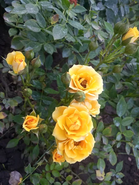Yellow Rose Green Bush Garden — Stock Photo, Image