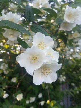 Beyaz yasemin çiçekleri çalıların üzerinde