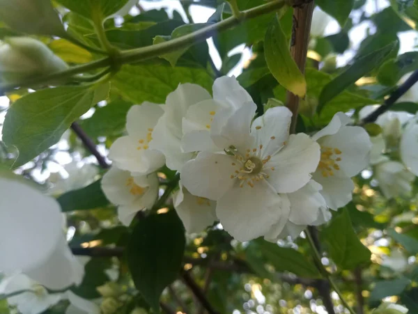 Білі Квіти Жасмину Кущі — стокове фото