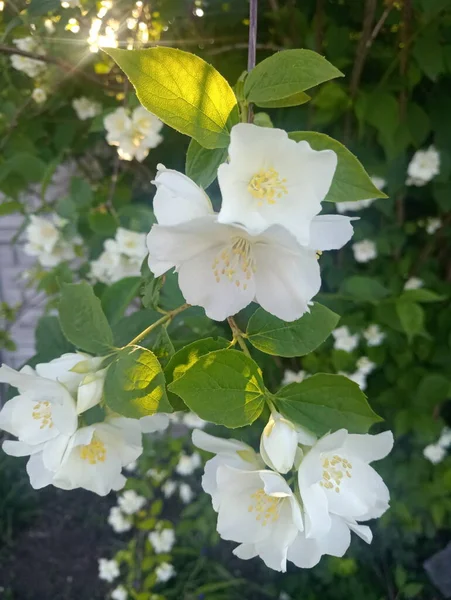 White Jasmine Flowers Bush — Stock Photo, Image