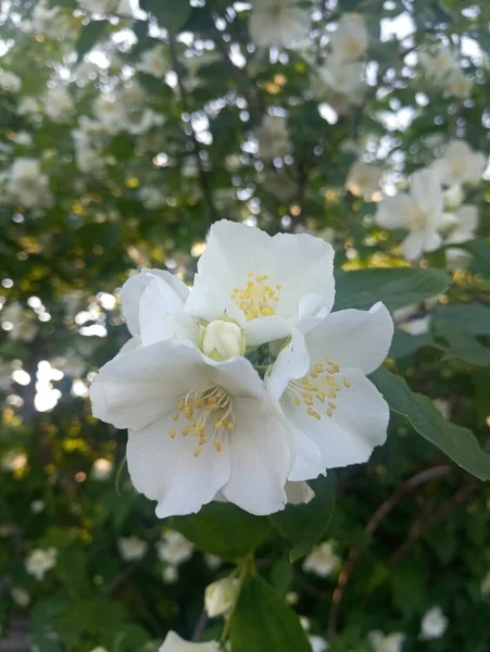 White Jasmine Flowers Bush — Stock Photo, Image