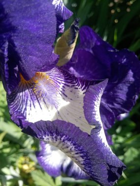 beyaz ve mavi iris çiçeği