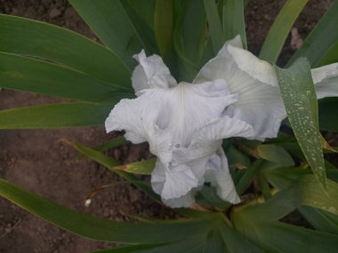 Küçük mavi süsen çiçeği