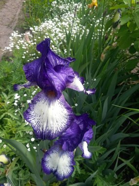 beyaz ve mavi iris çiçeği