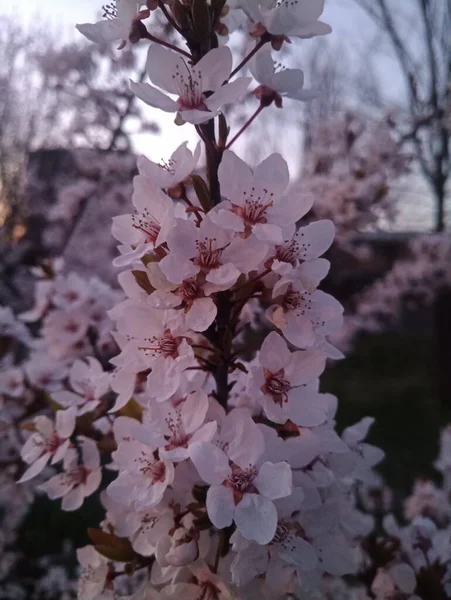 Kwitnące Gałązki Wiśni Piękne Kwiaty — Zdjęcie stockowe