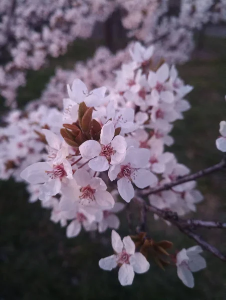 盛开的樱枝 美丽的花朵 — 图库照片