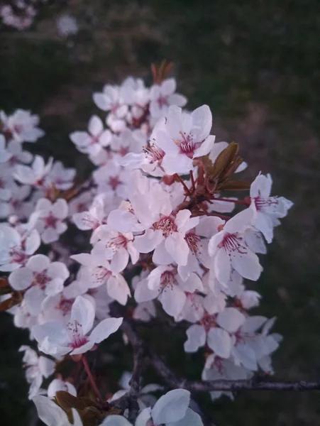 Blühende Kirschzweige Schöne Blumen — Stockfoto