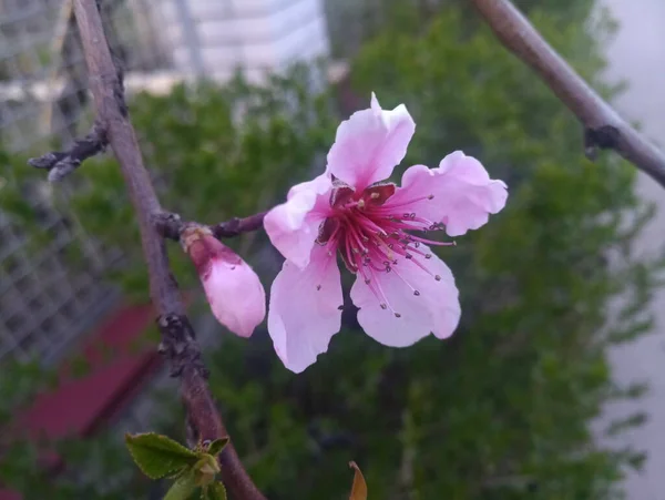 枝に薄桃色の桃の花をつけ — ストック写真