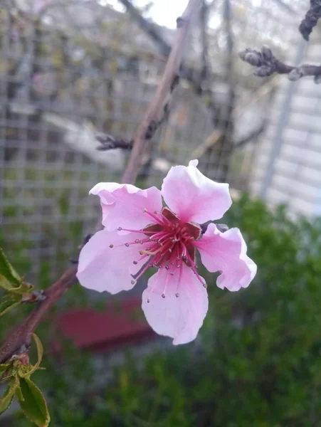 Flores Melocotón Rosa Pálido Una Rama — Foto de Stock