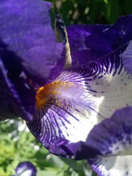 Flor Íris Branca Azul — Fotografia de Stock