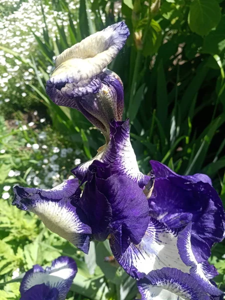 Flor Íris Branca Azul — Fotografia de Stock